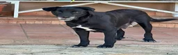 Meticcio cani in regalo: BELLA 🩷 adesso merita di essere scelta 😍 - Annuncio 6