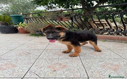 Pastore Tedesco cani in vendita: Cucciolo pastore tedesco a Città Metropolitana di Napoli - Immagine 3