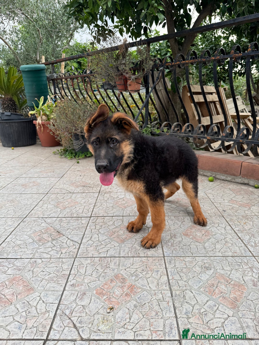 Pastore Tedesco cani in vendita: Cucciolo pastore tedesco a Città Metropolitana di Napoli - Immagine 3