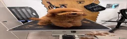 Barboncino Toy cani in vendita: Ultimo cucciolo Barbone nano fulvo - Annuncio 2