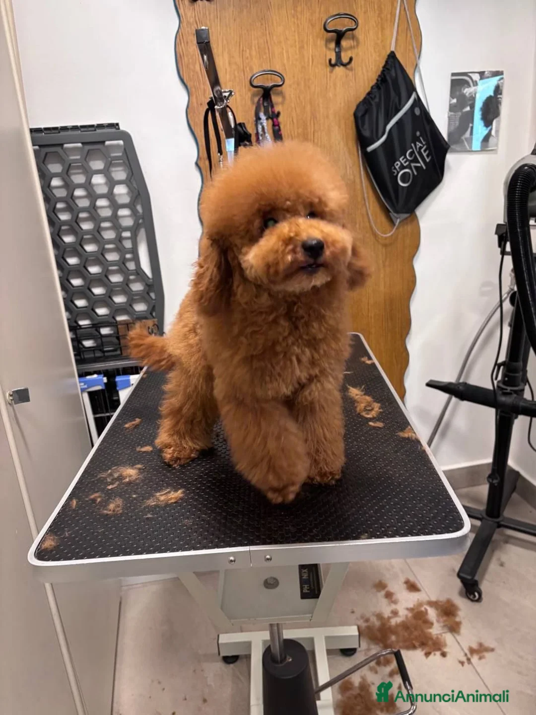 Barboncino Toy cani in vendita: Ultimo cucciolo Barbone nano fulvo - Annuncio 2