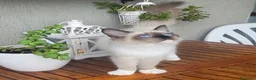 Ragdoll gatti in vendita: Cucciola Ragdoll Disponibile Subito  - Annuncio 2