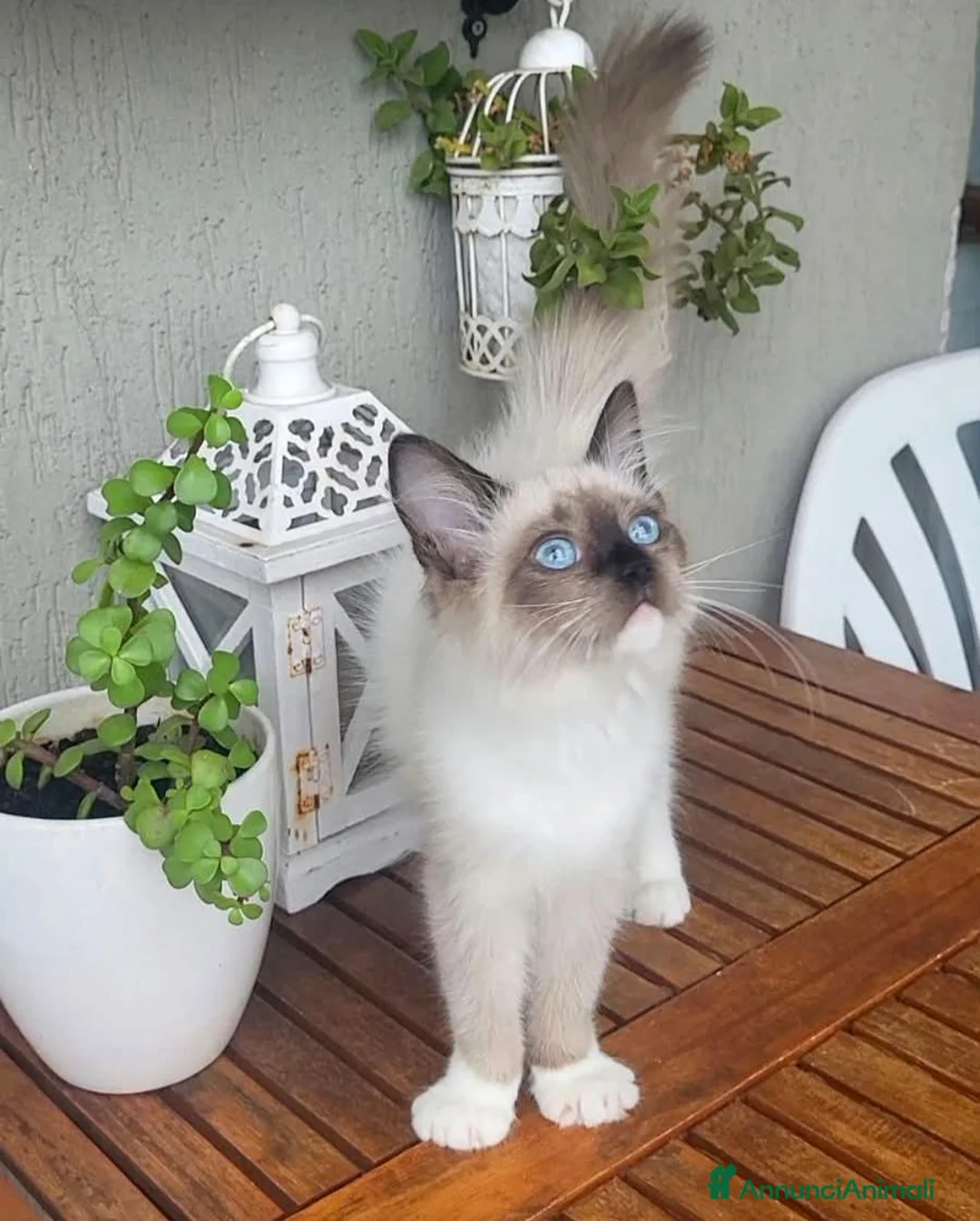 Ragdoll gatti in vendita: Cucciola Ragdoll Disponibile Subito  - Annuncio 2