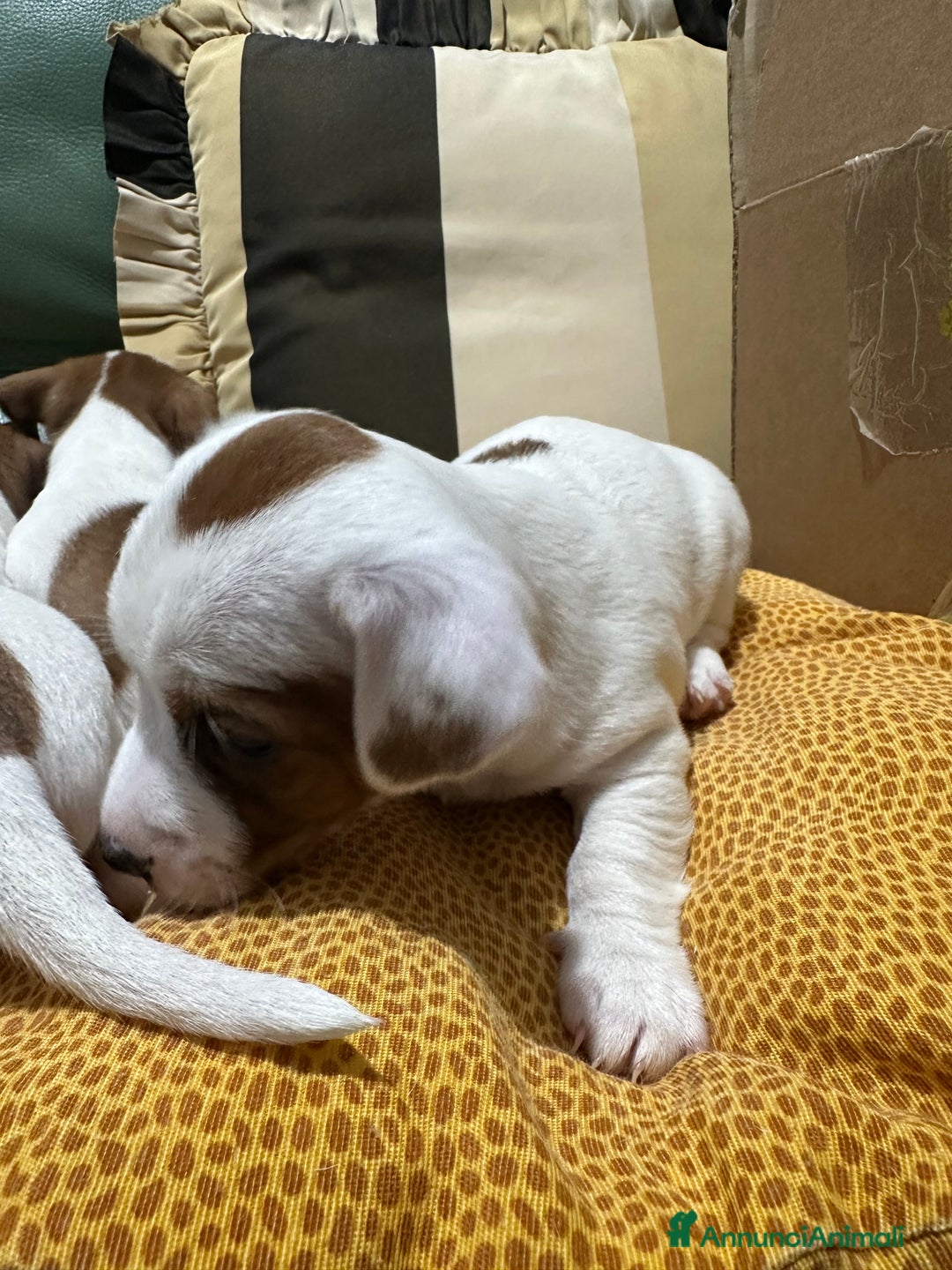 Jack Russell cani in vendita: Jack Russel Terrier di Razza Neri, tricolori  - Annuncio 9