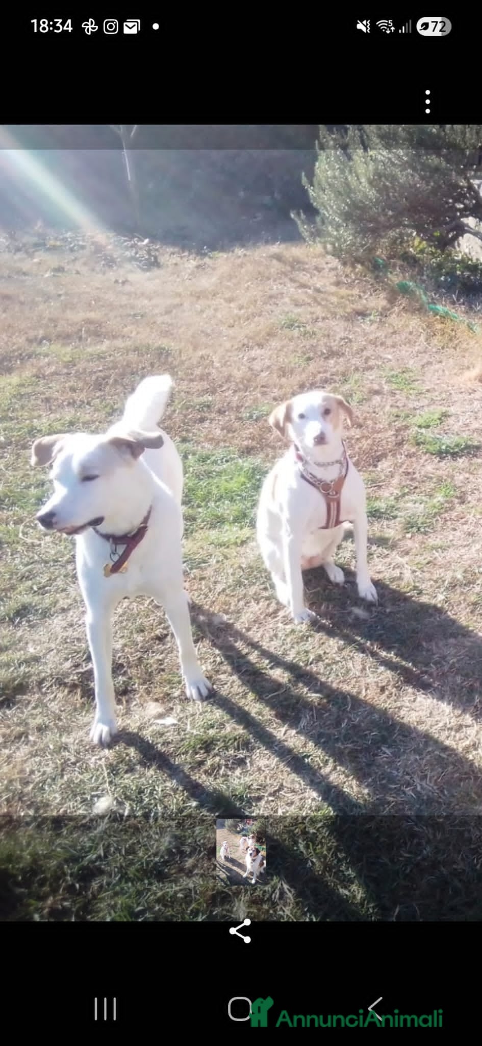 Altre razze cani angelica - Annuncio 2