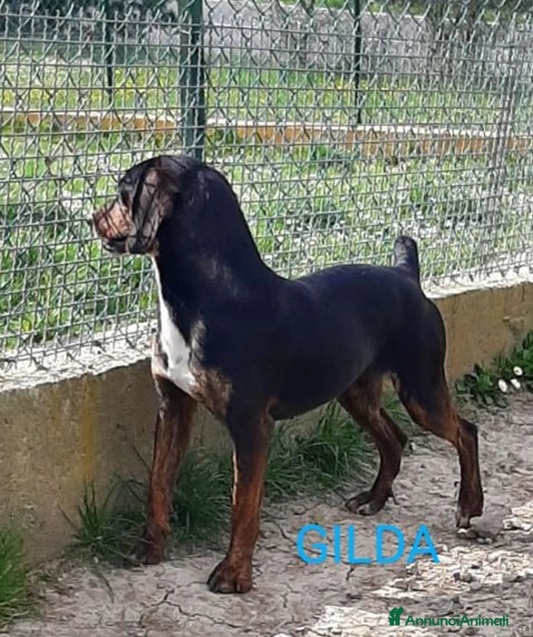 Segugio cani in regalo: GILDA buona con tutti i cani - Annuncio 2