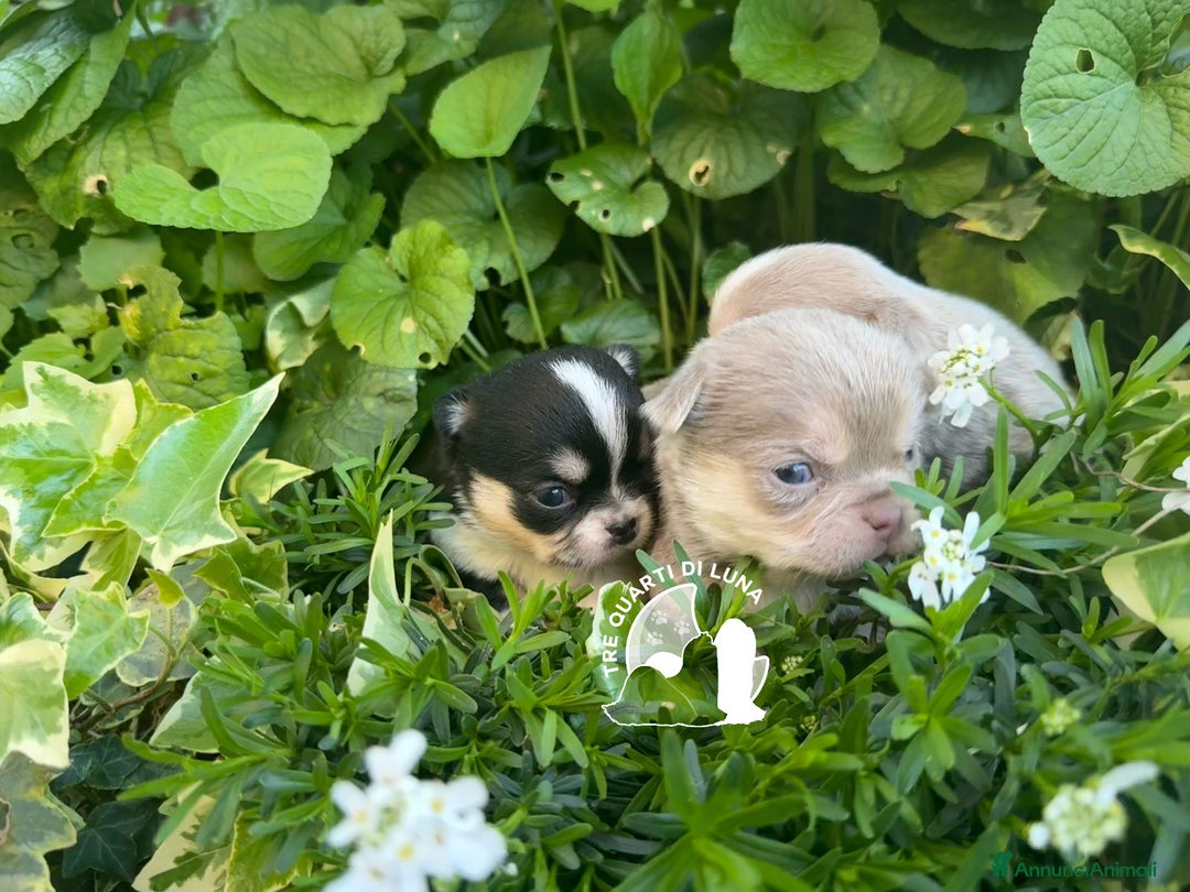 Chihuahua cani in vendita: Cucciolo Chihuahua TreQuartidiLuna Disponibile  - Annuncio 5