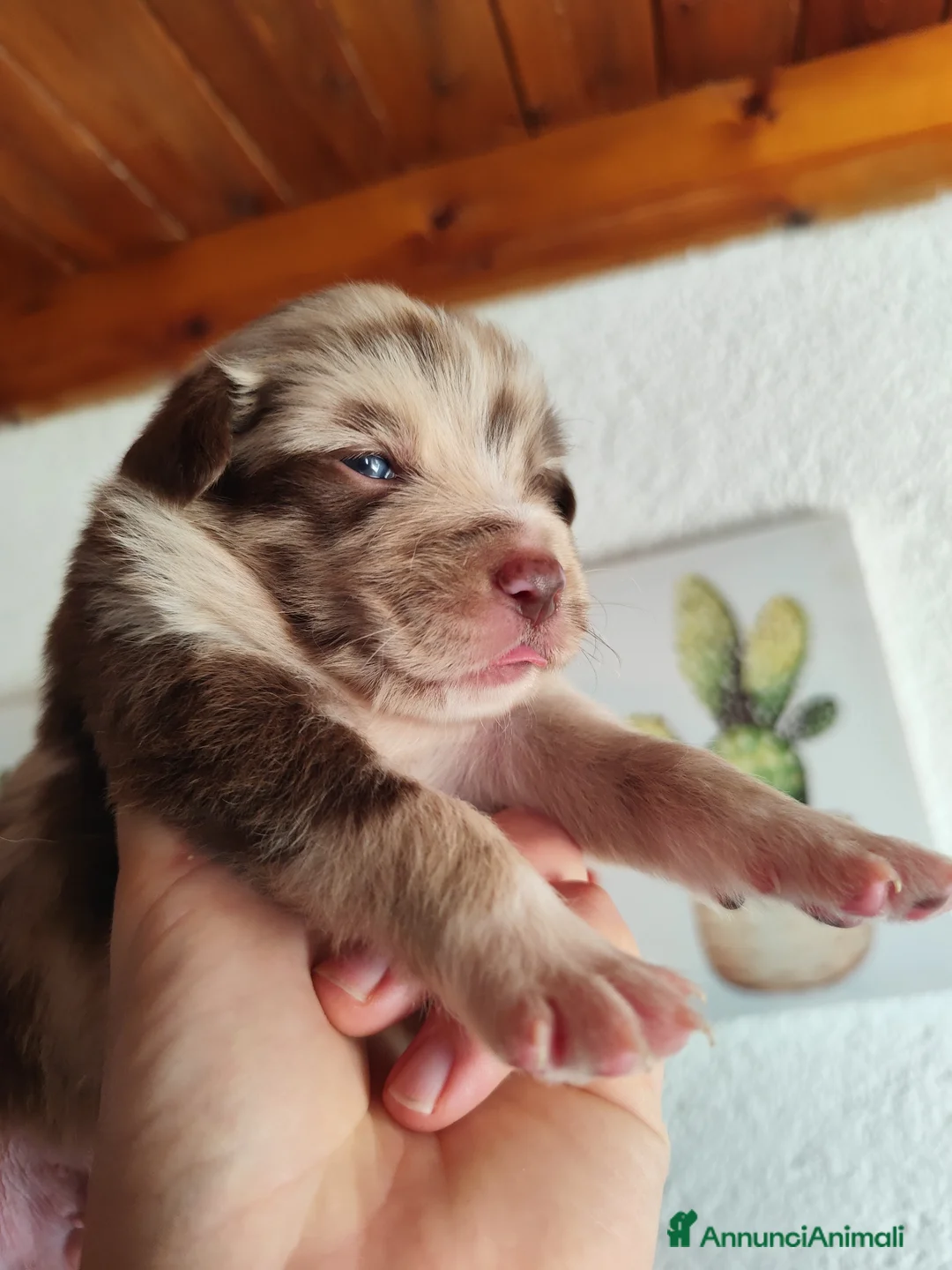 Australian Shepherd cani in vendita: Cuccioli di Australian Shepherd a Libero consorzio comunale di Trapani - Annuncio 1