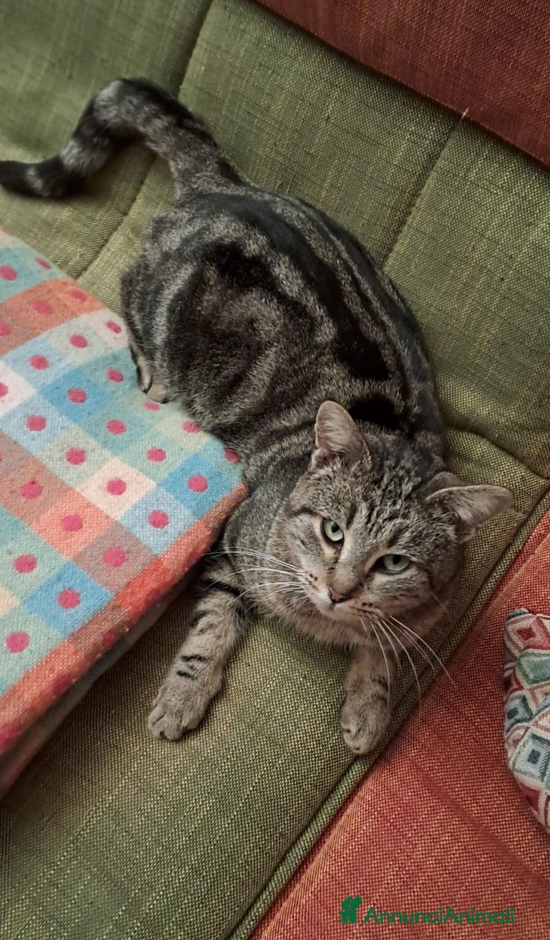 Europeo gatti in regalo: Cascatella, dolcissima gattina cerca casa a Città metropolitana di Roma Capitale - Annuncio 2