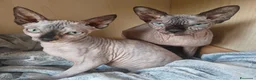 Sphynx gatti in vendita: Cucciola di Canadian Sphynx - Annuncio 21
