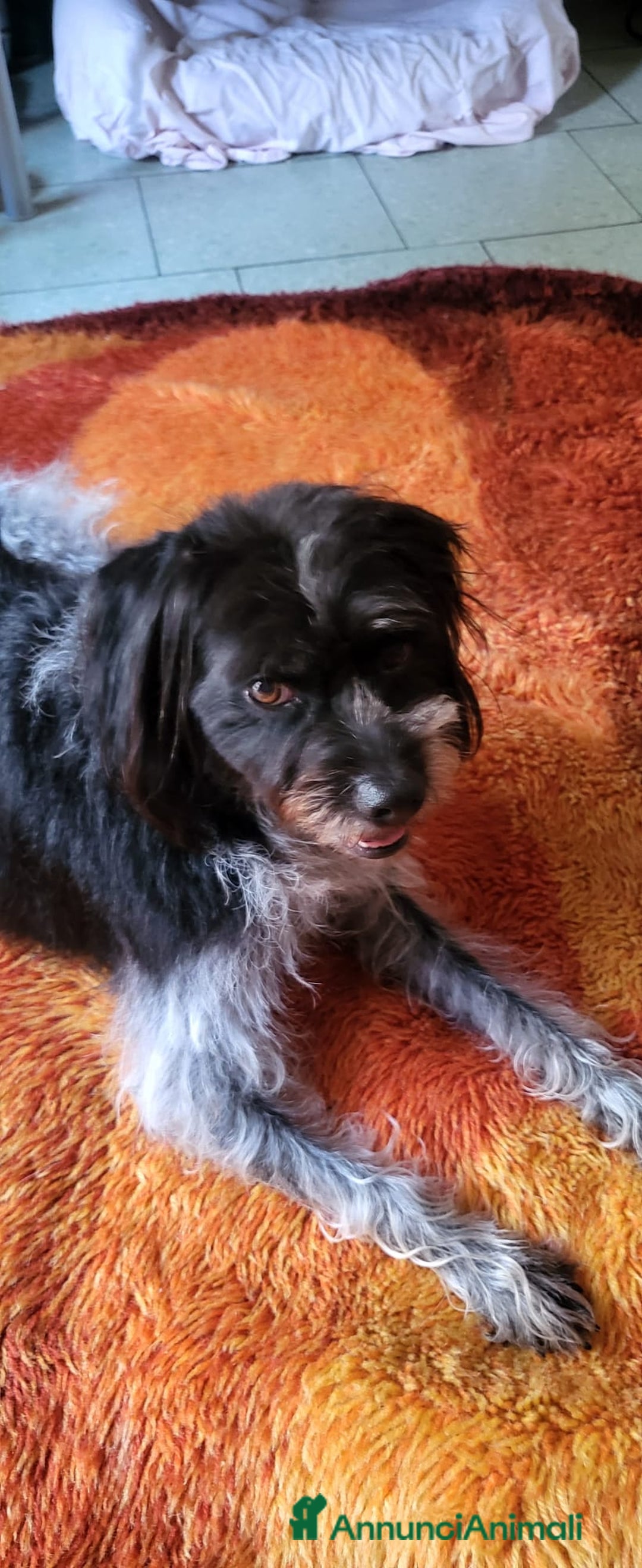 Meticcio cani in regalo: Mia 5anni mix spinoncina tg media MILANO - Annuncio 2