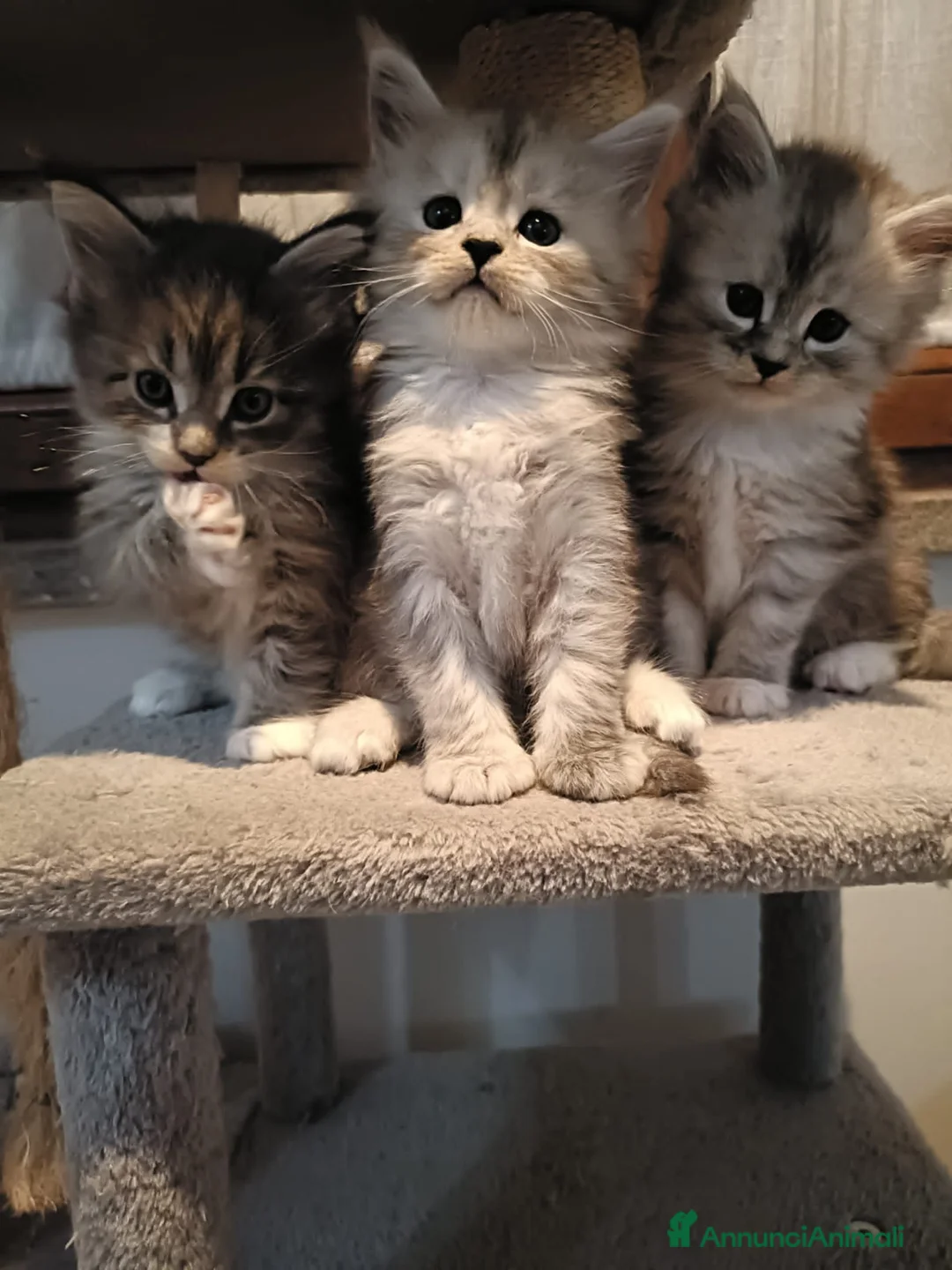 Maine Coon gatti in vendita: maine coon - Annuncio 3