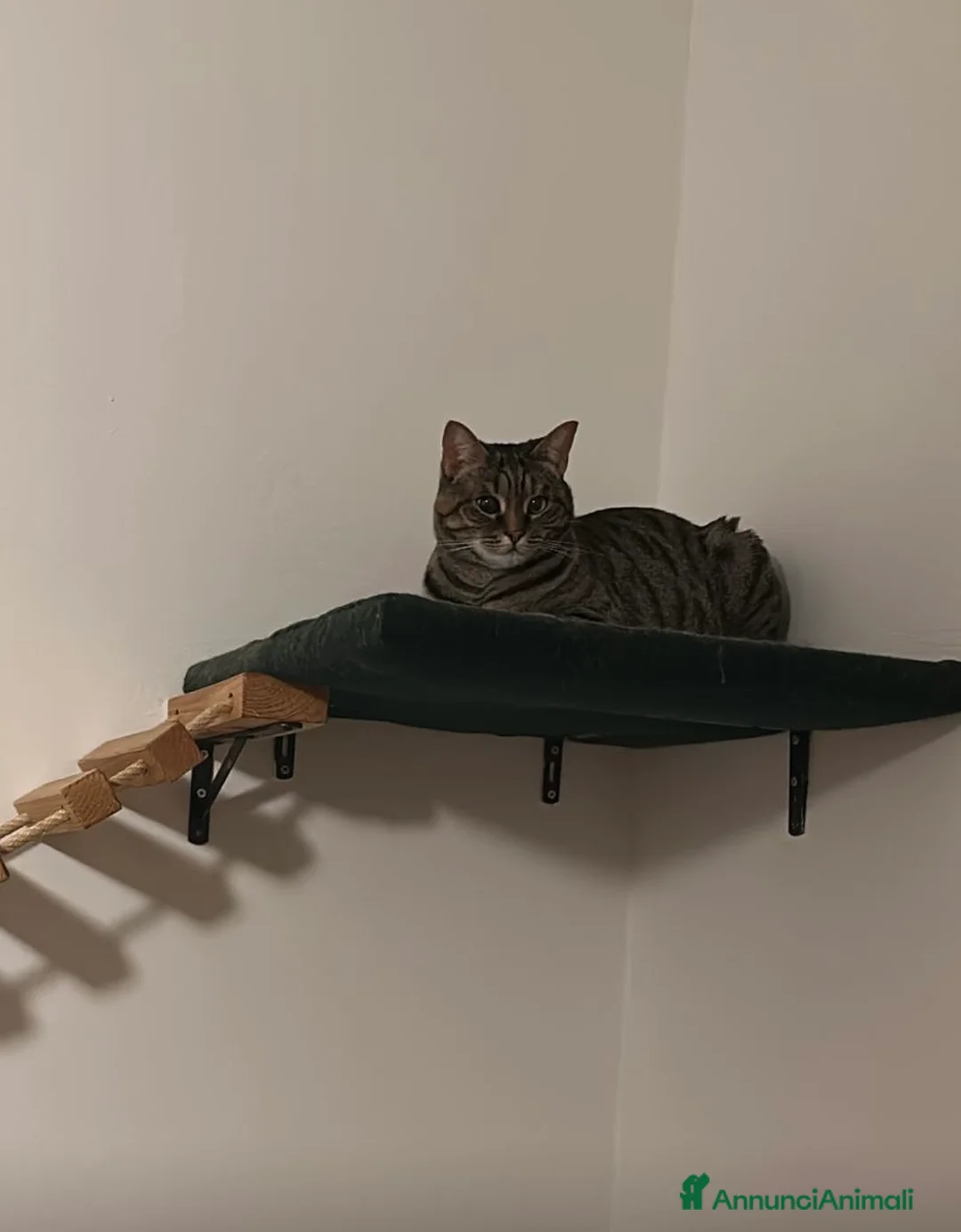 Meticcio gatti in regalo: Gatta dolcissima rimasta orfana - Annuncio 4