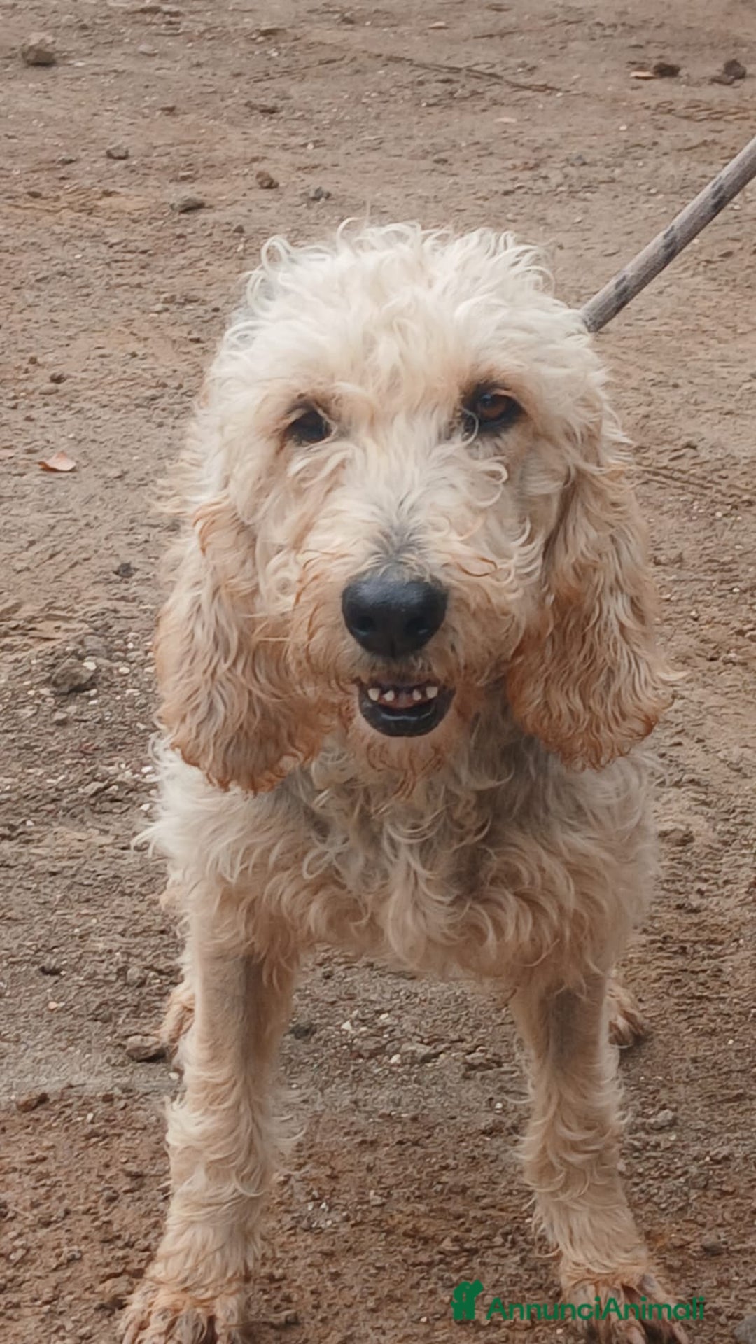Spinone cani in regalo: CARA E DOLCE GINEVRA CHI TI HA FATTO COSI MALE? - Annuncio 2