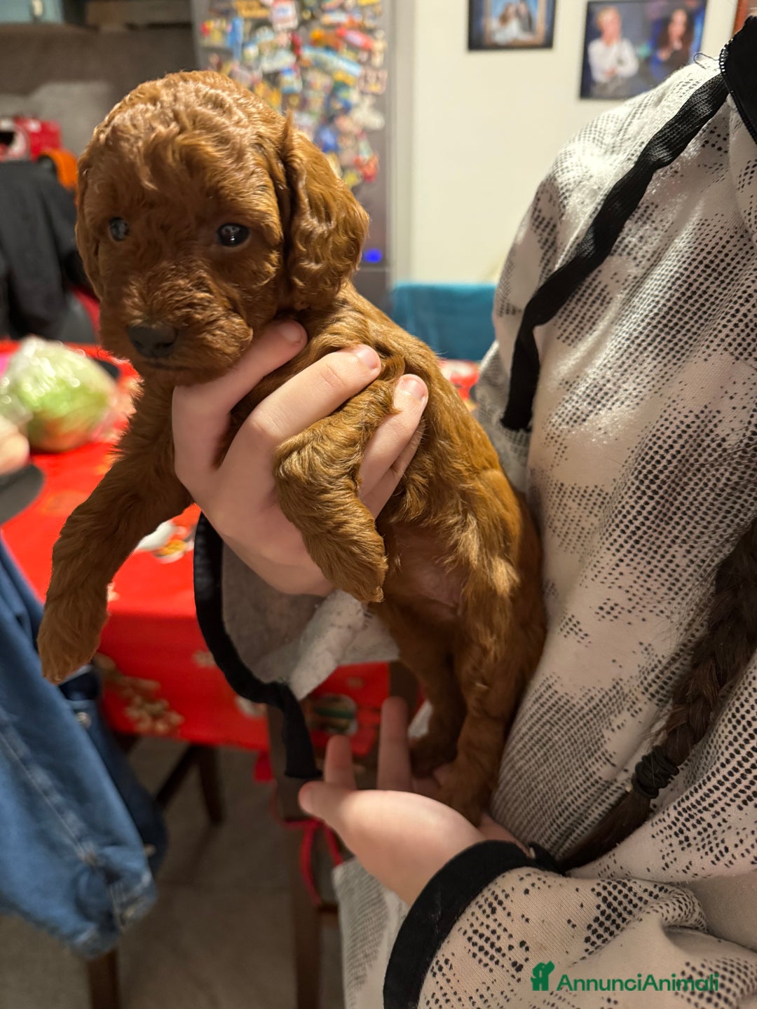 Barboncino cani in vendita: Barboncino  - Annuncio 11