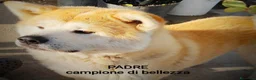 Akita Inu cani in vendita: UN AKITA INU PER NATALE  a Provincia di Vicenza - Annuncio 3