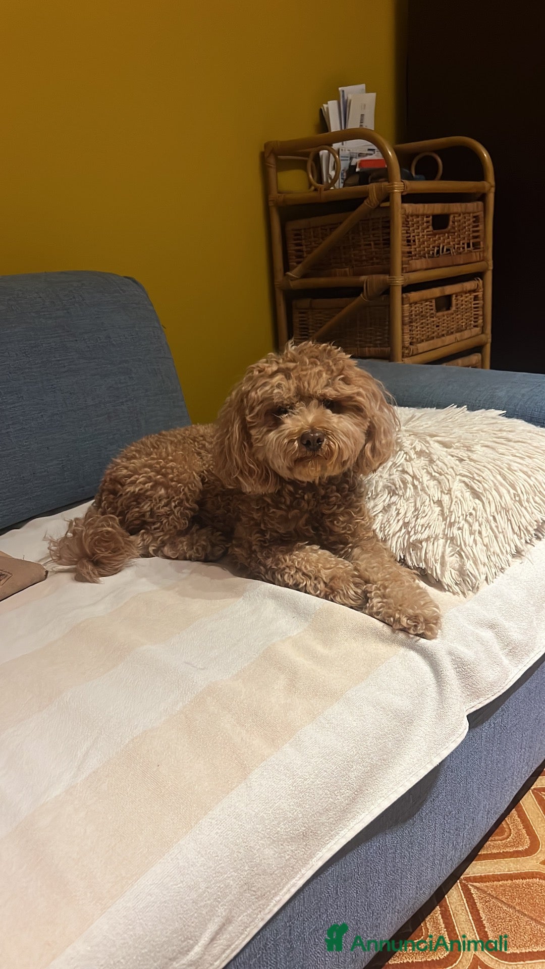 Barboncino Toy cani Barboncino toy per accoppiamento - Annuncio 5