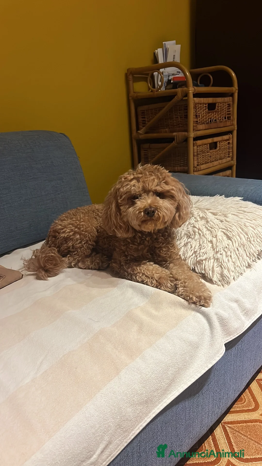 Barboncino Toy cani per accoppiamento: Barboncino toy per accoppiamento a Ente di decentramento regionale di Udine - Annuncio 1