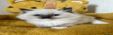 Ragdoll Gattino 1