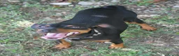 Pinscher Miniatura cani in vendita: Pinscher nano  - Annuncio 9