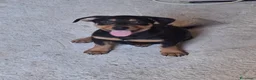 Meticcio cani in regalo: MIKY 💙 quegli occhioni dicono tutto 😍 a Provincia di Asti - Annuncio 7
