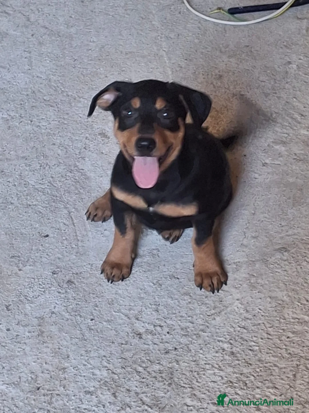 Meticcio cani in regalo: MIKY 💙 quegli occhioni dicono tutto 😍 a Provincia di Asti - Annuncio 7