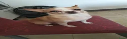 Chihuahua cani in vendita: Cucciola chiwuawua  - Annuncio 7