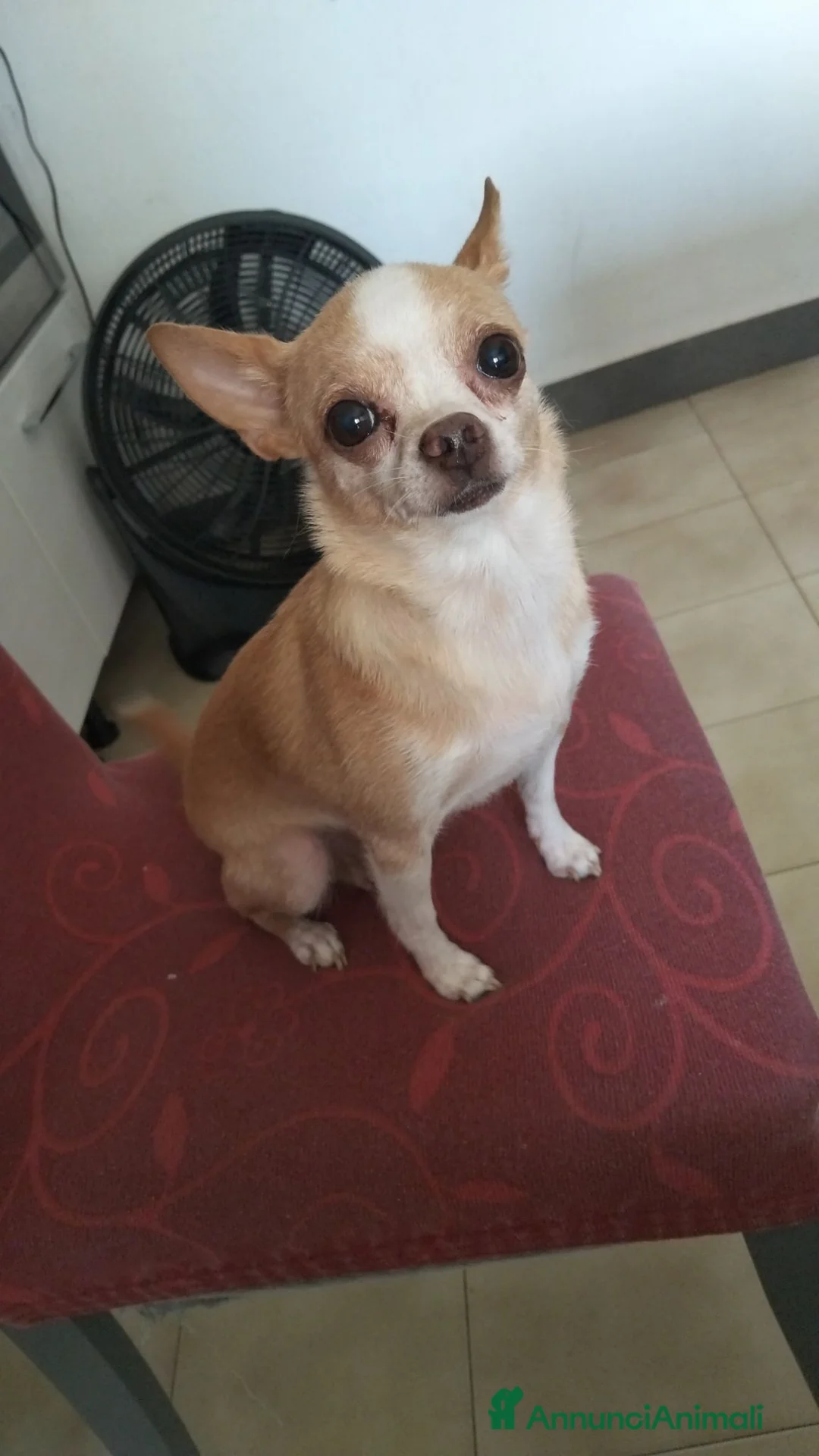 Chihuahua cani in vendita: Cucciola chiwuawua  - Annuncio 7