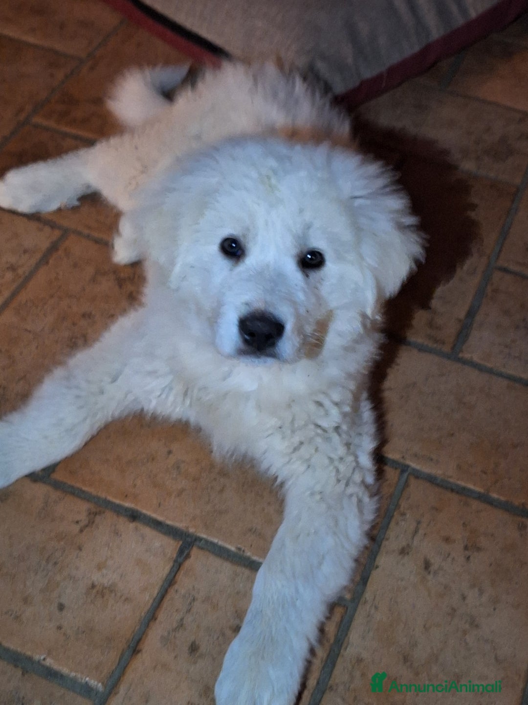 Pastore Maremmano cani in vendita: Cuccioli di pastore maremmano, 3 maschi, 1 femmina - Annuncio 5