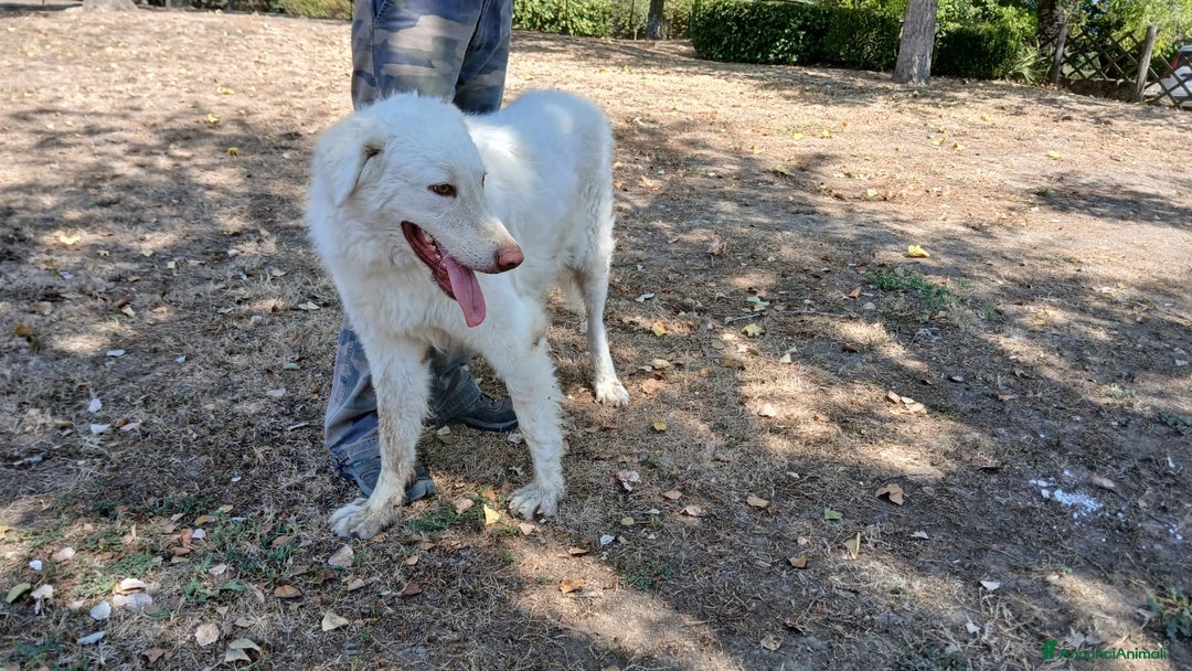 Meticcio cani in regalo: FULVIO DOLCISSIMO CUCCIOLONE IN CERCA D'AMORE - Annuncio 4