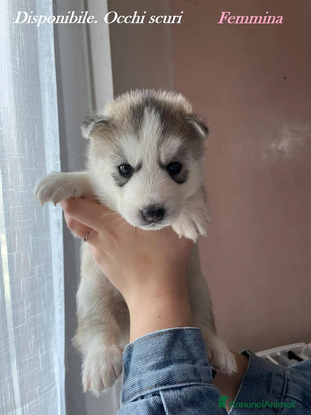 Husky cani in vendita: Cucciola di Siberian Husky con Pedigree ENCI - Annuncio 1