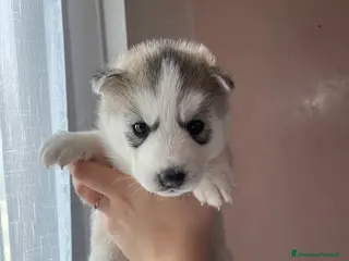 Husky cani Cucciola di Siberian Husky con Pedigree ENCI - Annuncio 1