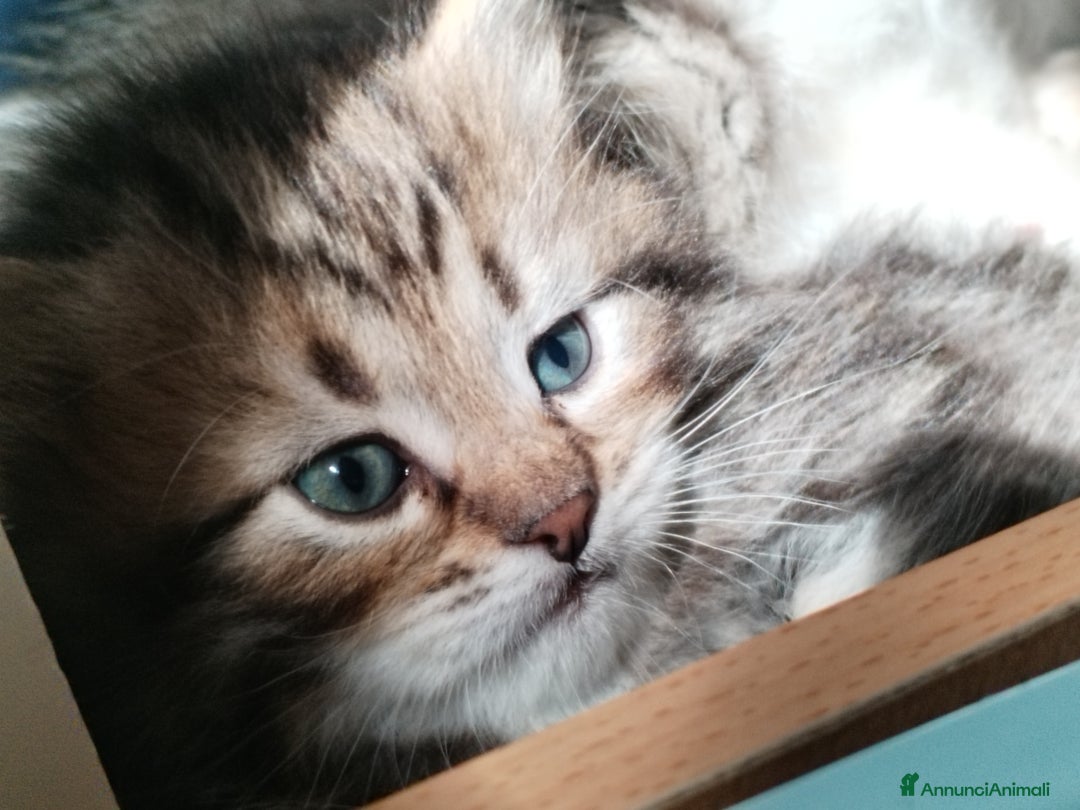 Siberiano gatti in vendita: SIBERIANI GATTINI IPOALLERGENICI  a Provincia di Brescia - Immagine 7