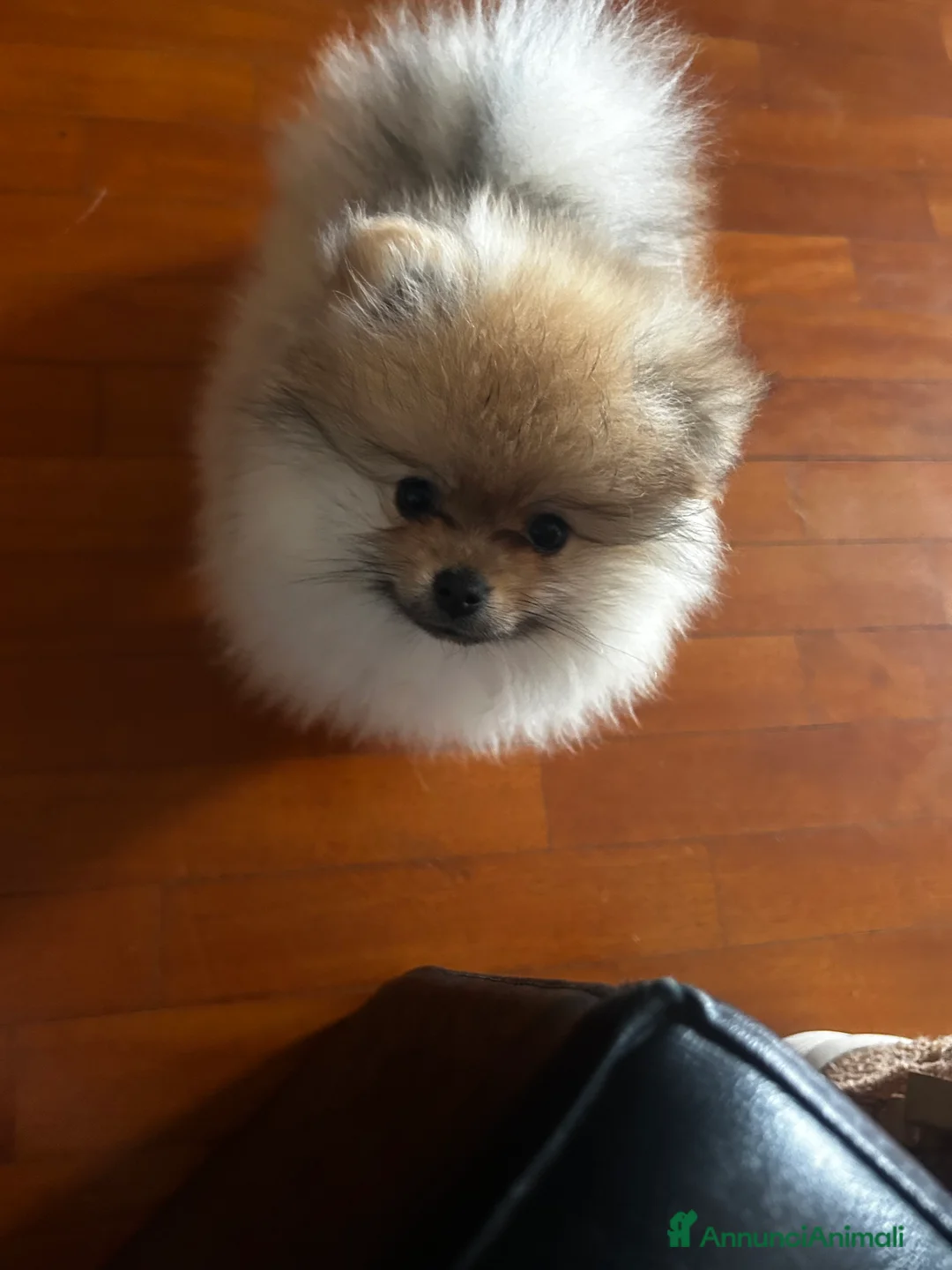 Spitz cani in vendita: SPITZ NANO DI POMERANIA MASCHIETTI  - Annuncio 3