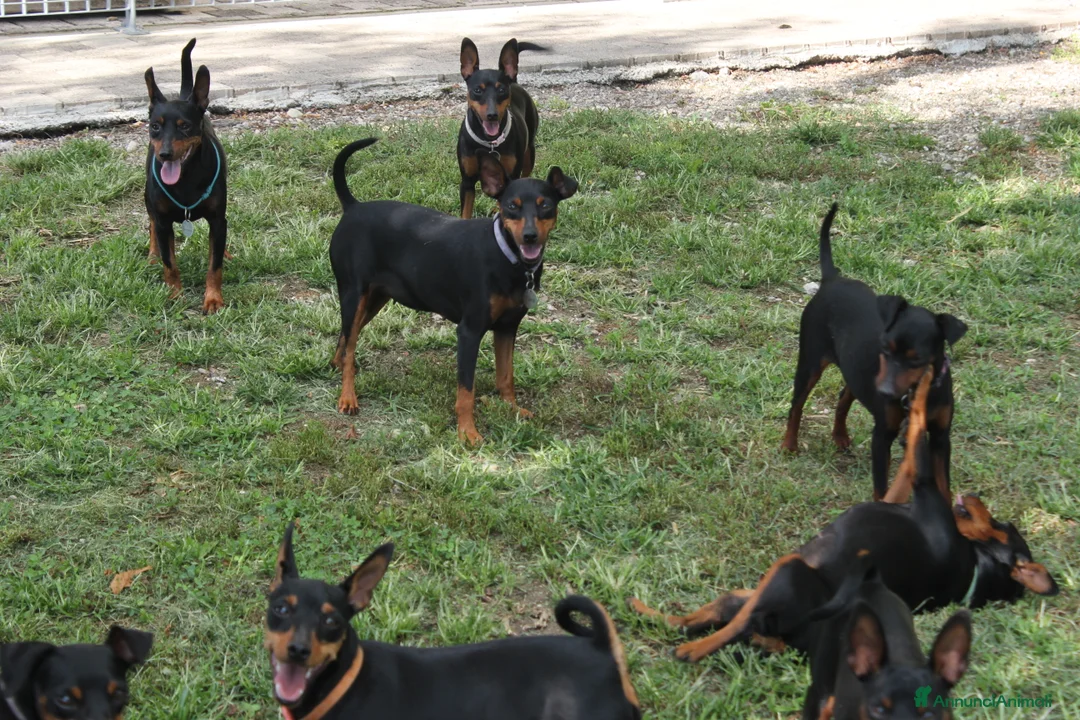 Pinscher Miniatura cani in vendita: Pinscher nano  - Annuncio 11