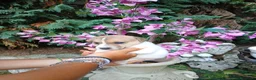 Jack Russell cani in vendita: Cuccioli di Jack russel terrier  - Annuncio 7