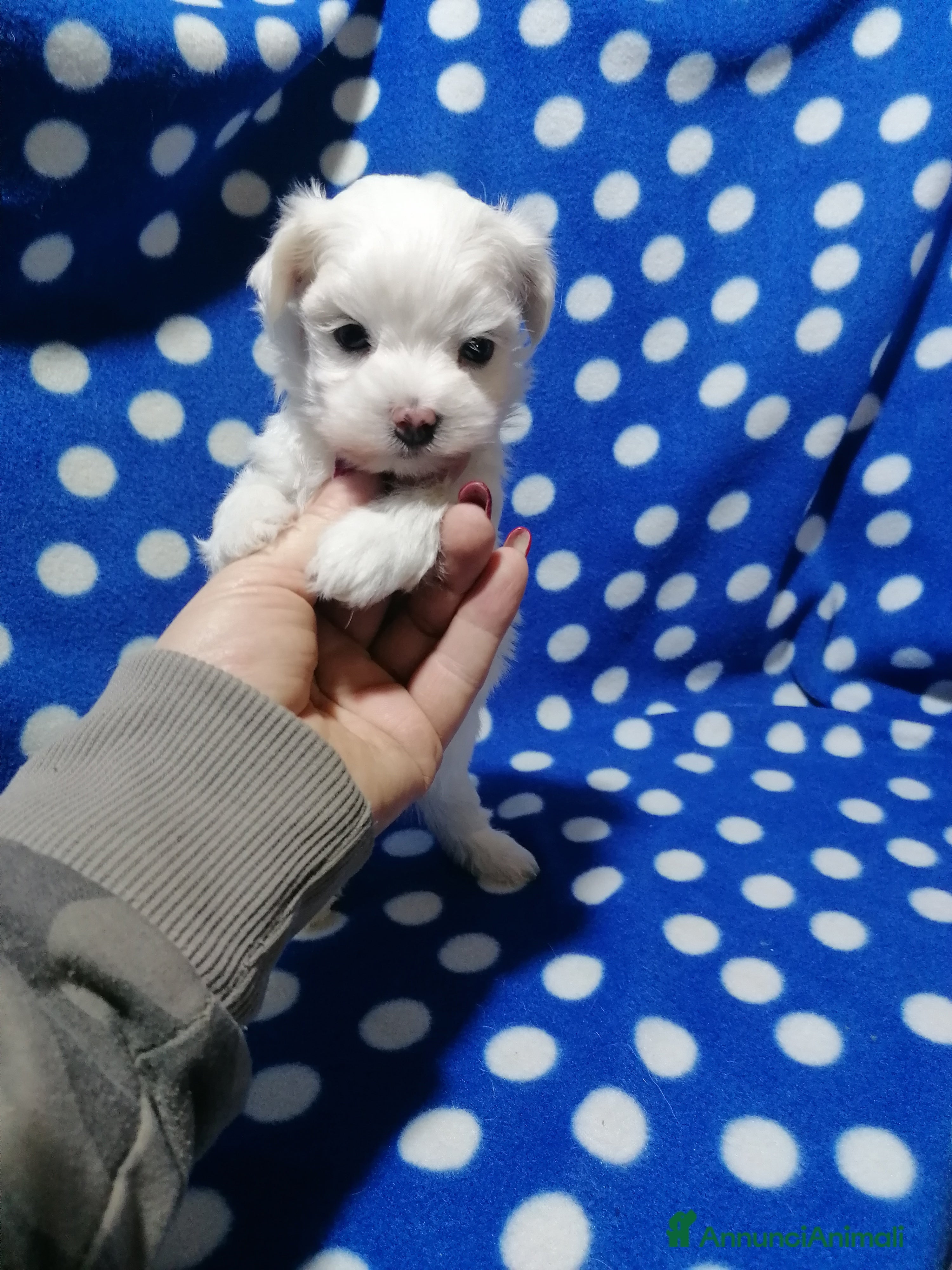 Maltese cani Maltese cuccioli Pedigree Enci - Annuncio 2