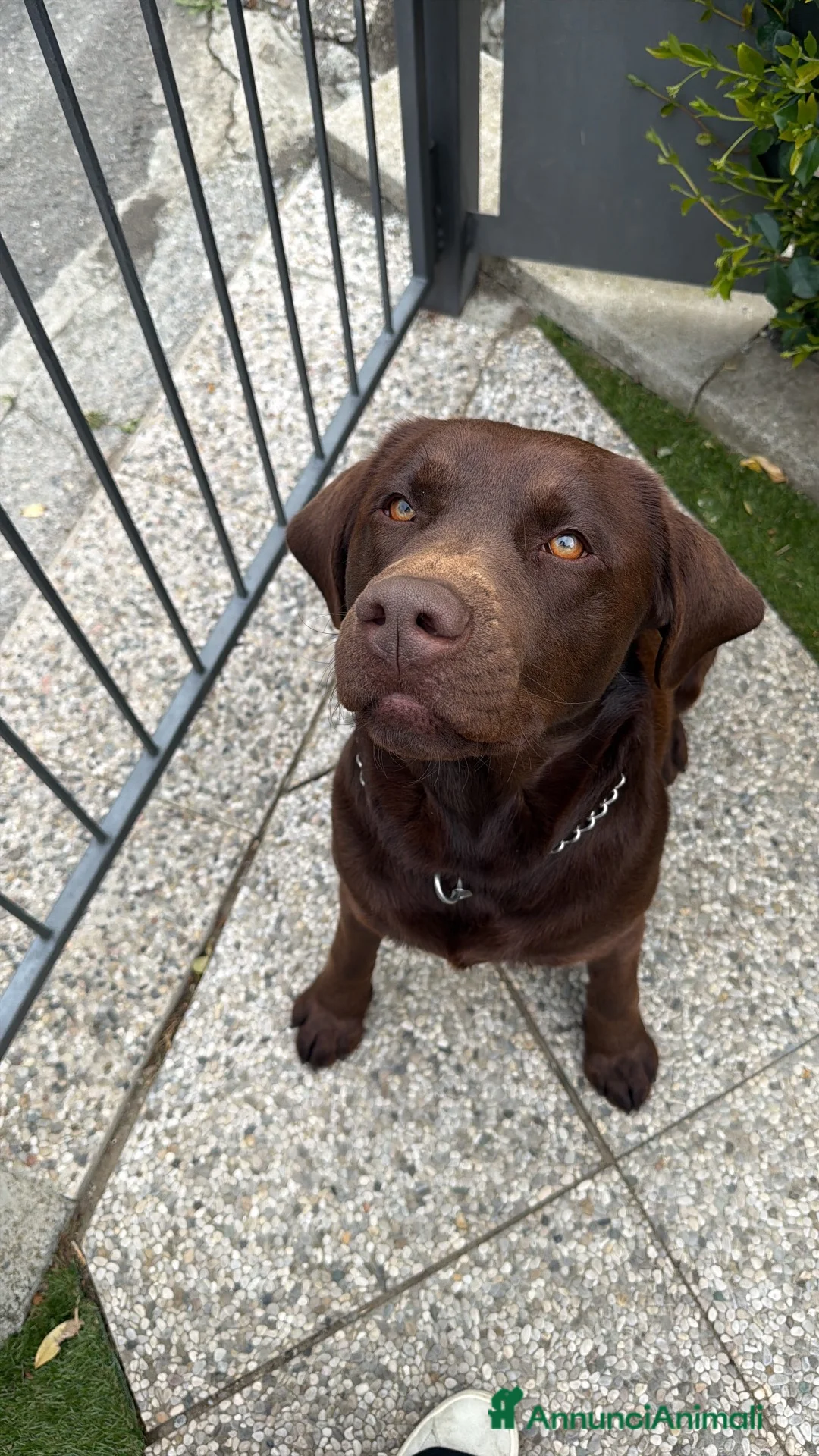 Labrador cani per accoppiamento: Disponibile per monta - Labrador Retriver  a Provincia di Como - Annuncio 2