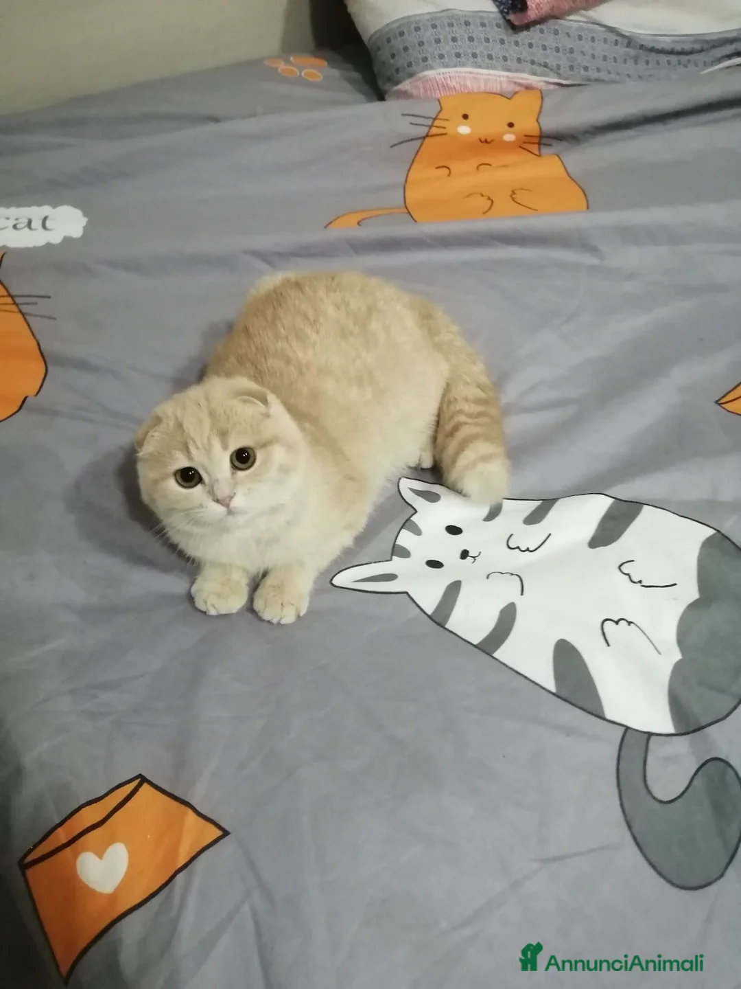 Scottish gatti in vendita: Scottish con Pedigree - Annuncio 2