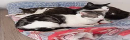 Europeo gatti in regalo: Miele, adorabile gatto da adottare! - Annuncio 4