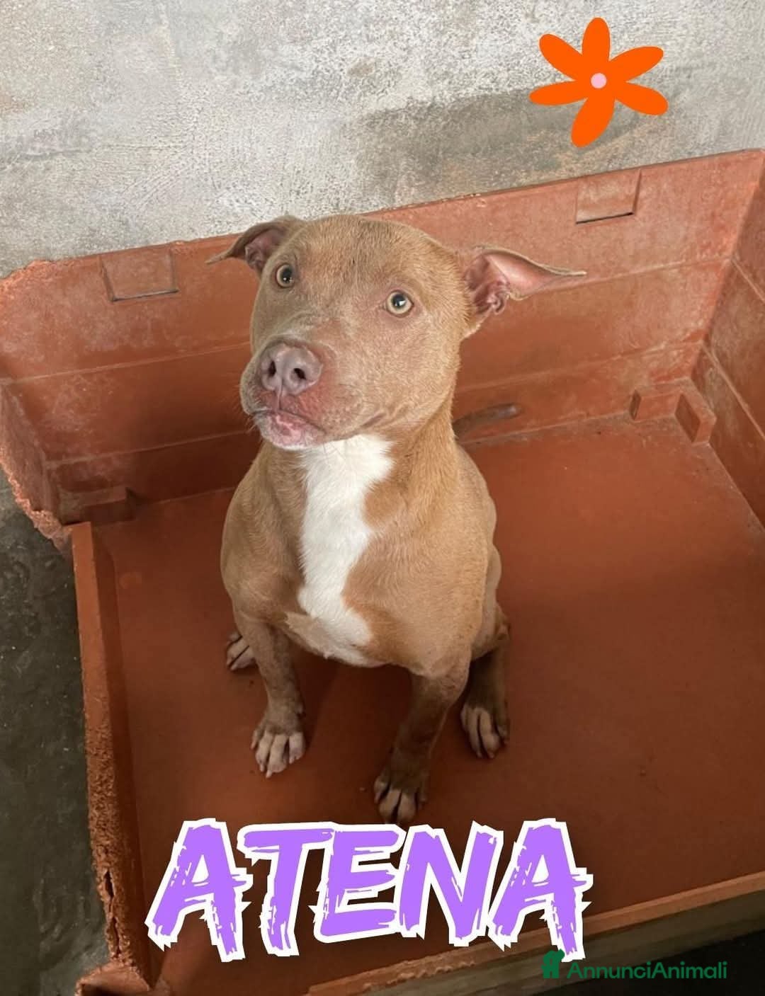 Pitbull cani in regalo: ATENA, mix pitbull red nose  - Immagine 1