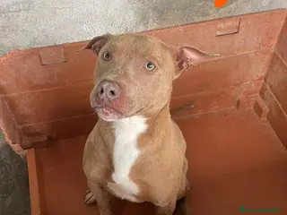 Pitbull cani ATENA, mix pitbull red nose - Annuncio 5
