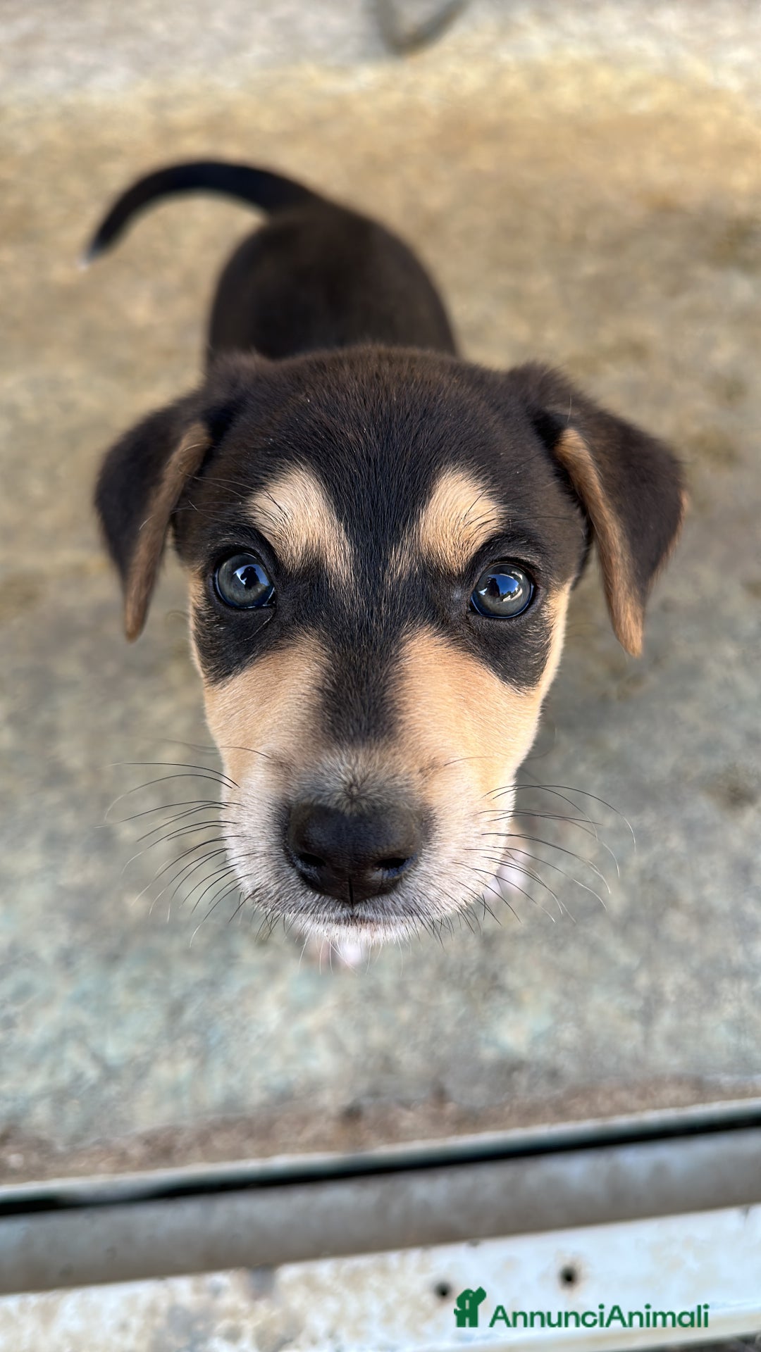 Meticcio cani in regalo: VASCO CERCA ADOZIONE - Annuncio 5