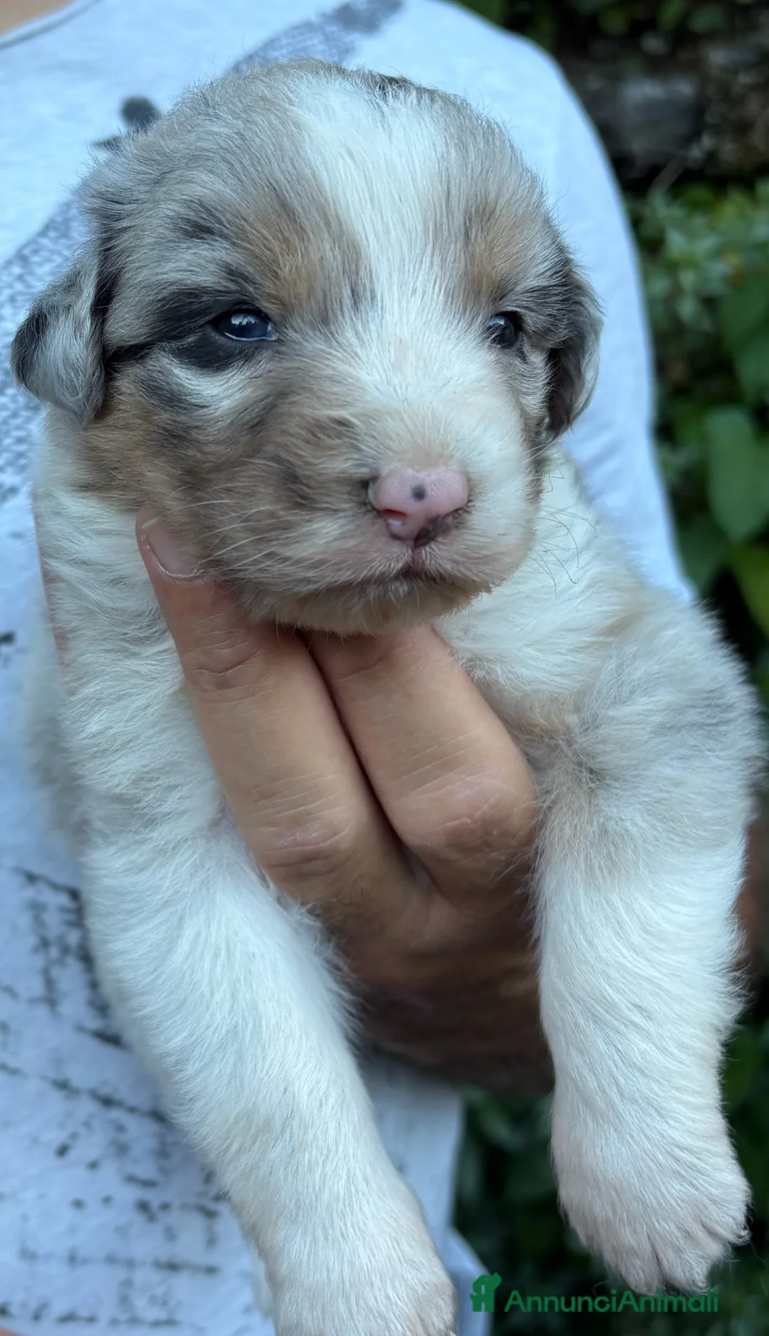 Australian Shepherd cani in vendita: Pastore australiano a Provincia di Lecco - Annuncio 6