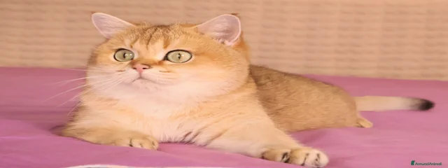 Diva