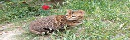 Bengala gatti in vendita: Cuccioli di Bengala disponibili  - Annuncio 3
