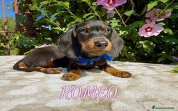 Bassotto cani in vendita: Cuccioli maschi bassotto  - Immagine 3
