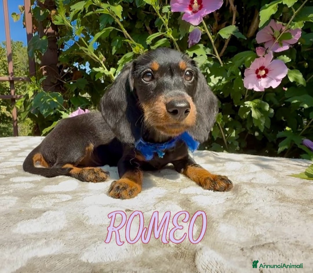 Bassotto cani in vendita: Cuccioli maschi bassotto  - Immagine 3