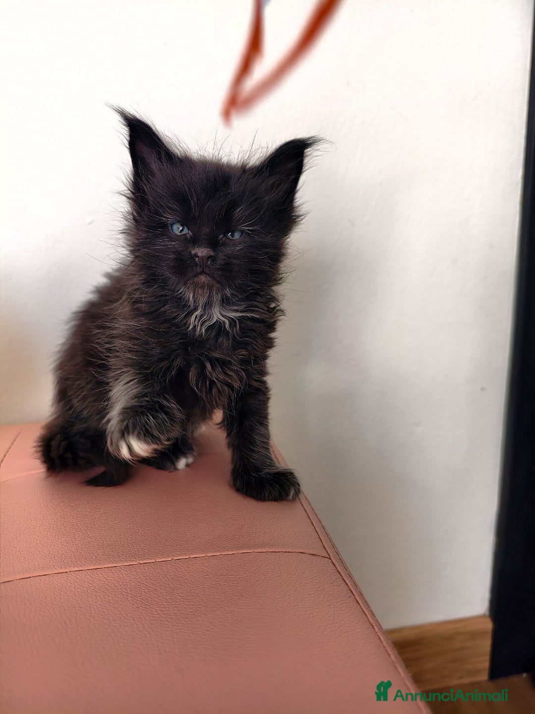 Maine Coon gatti in vendita: Cucciolo Maine coon nero  - Annuncio 5