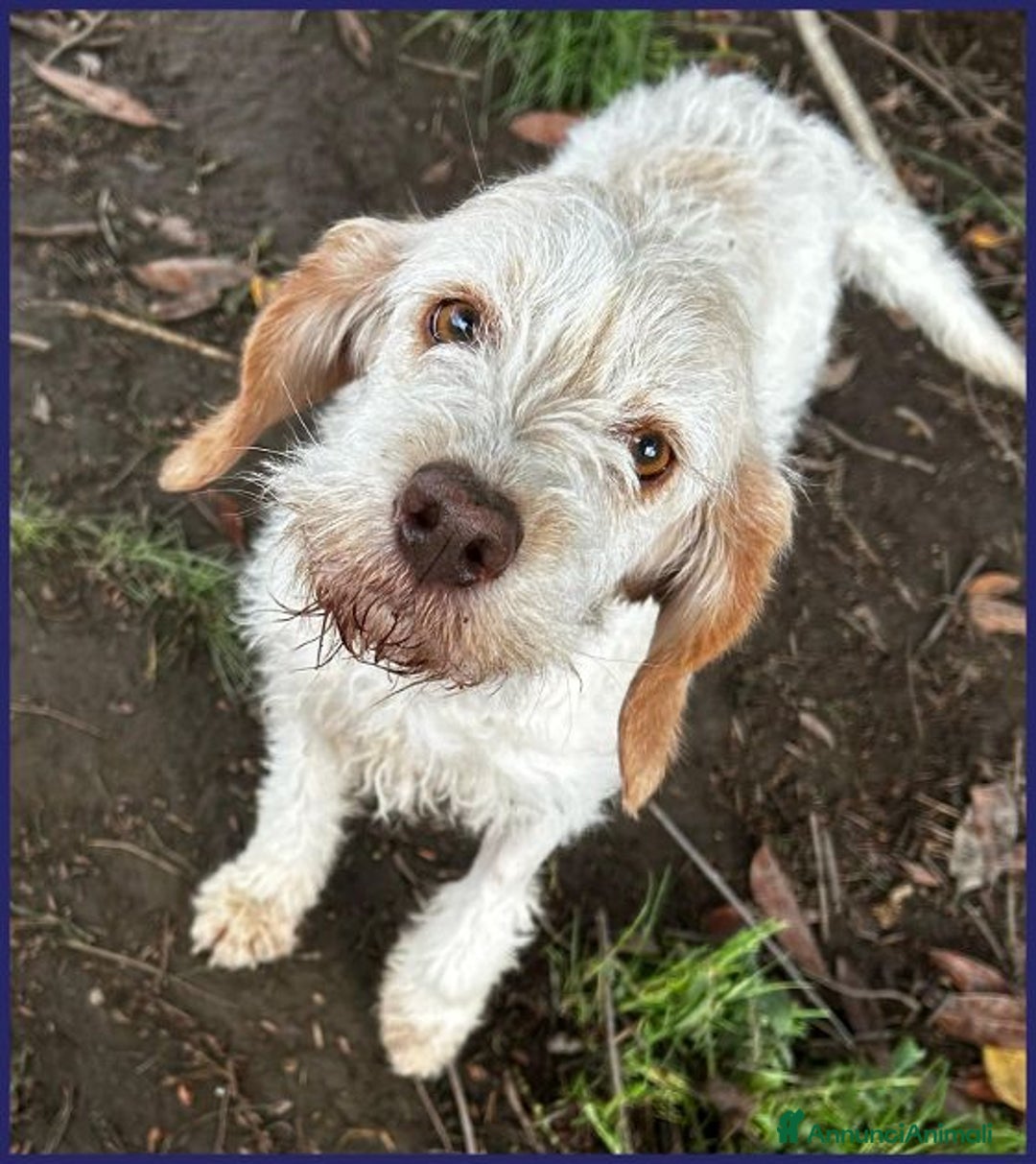 Meticcio cani in regalo: SPIGA tenera spinoncina di 3 anni circa a Città Metropolitana di Torino - Immagine 6